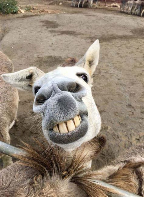 Worlds Greatest Gallery Of Laughing Donkeys Cute Animals Animals