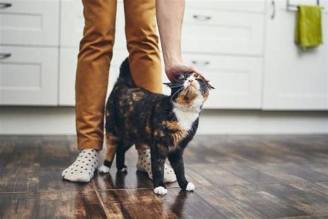 Why do cats rub against you and do different rubs on different body parts mean different things? Why do Cats Rub Against Your Legs? - Reasons Cats Walk ...