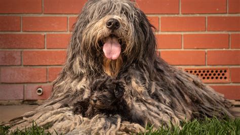 Bergamasco Shepherd Buy One Of Australias Rarest Dogs The Courier Mail