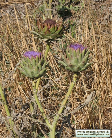 Scolymus), also known by the names french artichoke and green artichoke in the u.s., is a variety of a species of thistle cultivated as a food. Cynara scolymus (Globe Artichoke) : MaltaWildPlants.com ...