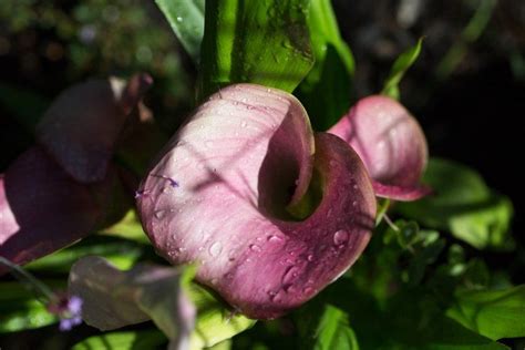 Calla Lily Mauve Pink In Garden By Mimi Giboin Calla Lily Garden Design