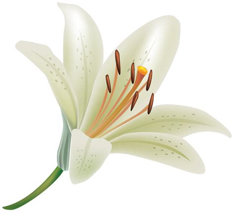 White Lily Flower 14033672 Png