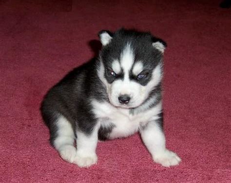 Husky house's goal is to place our orphans in permanent loving homes as they already have been abandoned once before by their former owners. Beautiful Black and White Siberian Husky Puppies For ...