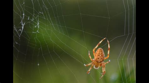 Yellow Striped Spider Spinning A Spiderweb Youtube