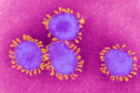 Viruses New Scientist