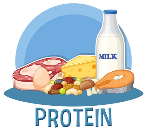 What Is Protein Importance Of Protein In Diet
