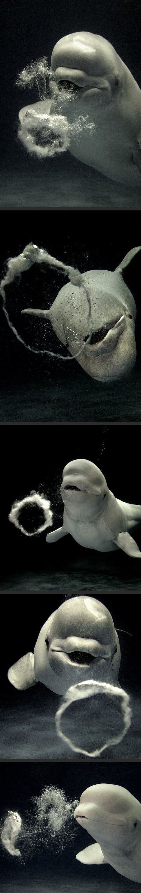 Lovely Bubbly Beluga Whales Are The Oceans Cleverest Creatures But
