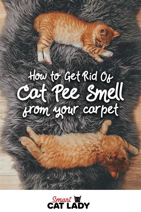 For getting the urine stench out of carpet, here's. How to Get Rid Of Cat Pee Smell from Carpet in 2020 | Cat ...