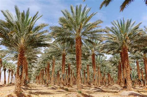 Phoenix Dactylifera Date Palm