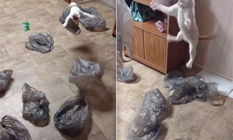 He is infatuated by his beautiful aunt lea. Video shows cat overwhelmed with plastic bags | Daily Mail ...