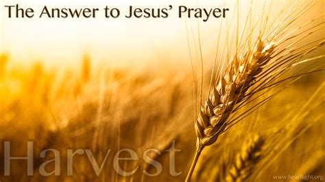 Harvest — Powerpoint Background Of Matthew 937 38 Answer — Heartlight