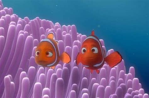Kenali Hewan Laut Di Film Finding Dory 5 Fakta Menarik Dari Ikan Badut