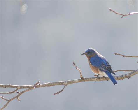 Blue Bird In Missouri State Bird Of Missouri The Blue Bir Flickr