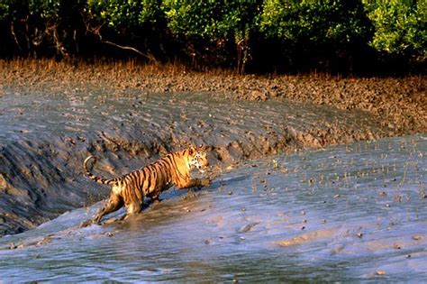 Sundarban Wild Safari Sundarbans National Park 2022 Alles Wat U