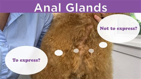 This causes your dog to want to lick his bottom and/or scoot across the carpet. Anal glands - To express? or Not to express? - YouTube