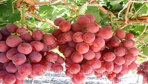 Maybe you would like to learn more about one of these? √ Cara Budidaya Anggur Merah Agar Buah Maksimal (Panduan ...