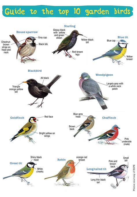 Handy Guide To The Uks Top 10 Garden Birds Eco Kids Planet