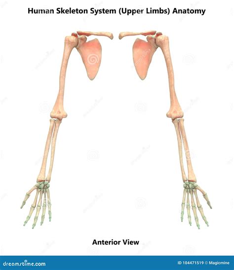 Human Skeleton System Upper Limbs Bones Hand Joints Anatomy Stock