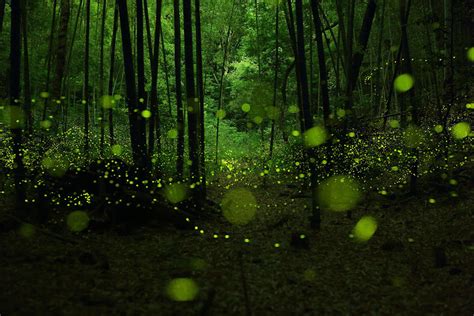 Dream Like Long Exposure Photos Of Fireflies In Nagoya Japan Bored Panda
