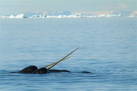 Narwhal Tusk Facts Did You Know Arctic Kingdom