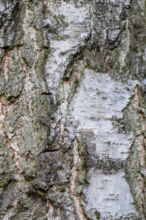 Birch Tree Bark With Fine Natural Structures And Patina Of Rough Tree