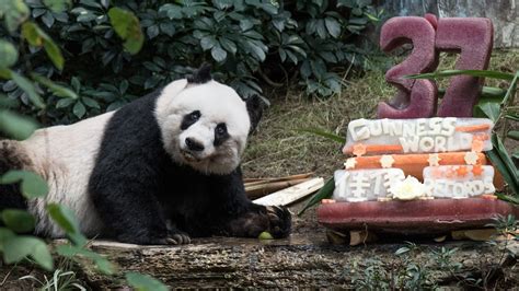 2015 Oldest Ever Giant Panda In Captivity Cnn Video