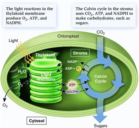 What Is Photosynthesis Light Reaction Dark Reaction And Significance