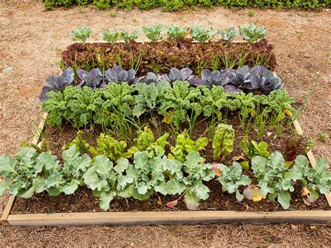 Maybe you would like to learn more about one of these? What to Plant This Fall | DIY Network Blog: Made + Remade ...