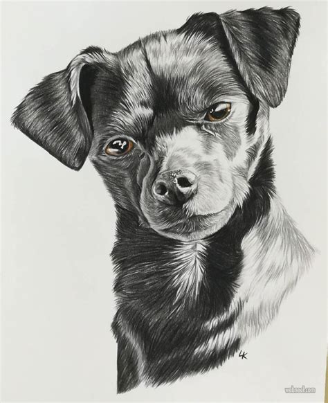 35 Beautiful Dog Drawings And Art Works From Top Artists
