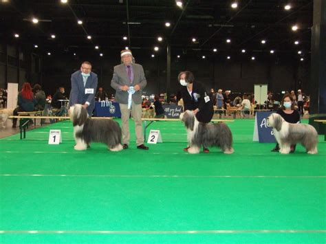 Show's in September 2020 - Firstprizebears Bearded Collies