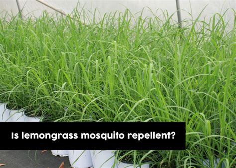 Does Rosemary Oil Keep Mosquitoes Away - Does Sage Keep Mosquitoes Away
