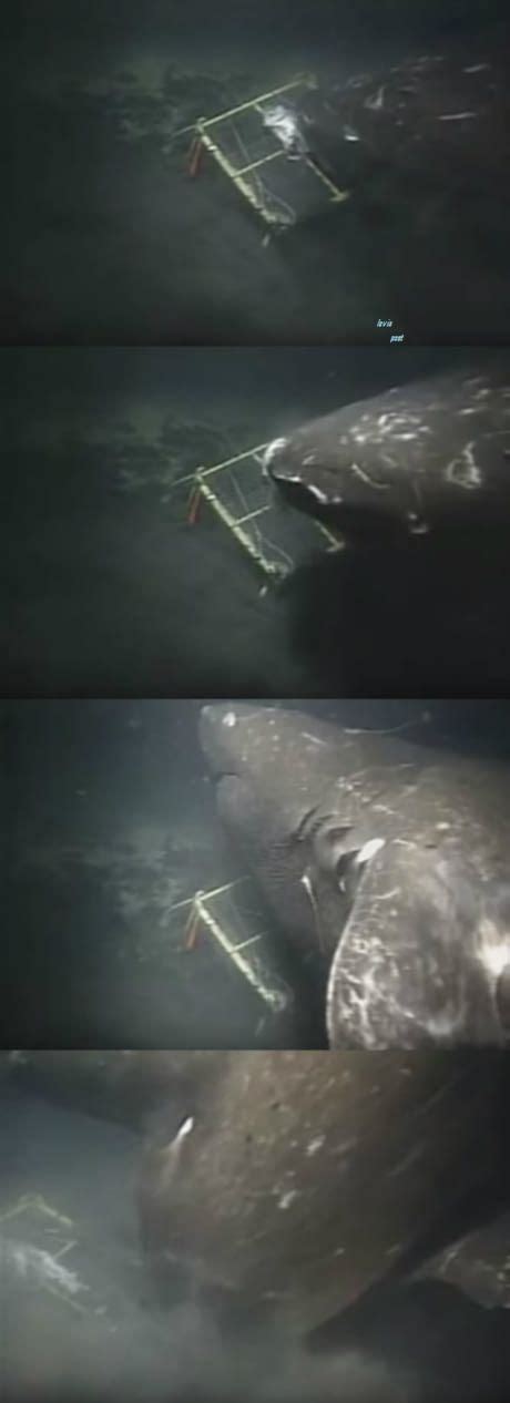 Pacific Sleeper Sharkthis Specimen Was Filmed At A Depth Of 1220