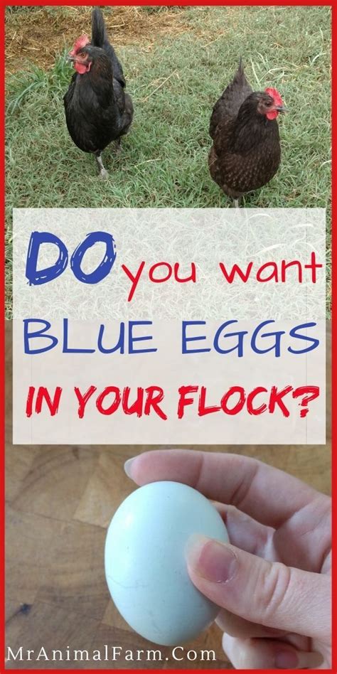 Chickens That Lay Blue Eggs Adding Blue Eggs To Your Flock Mranimal