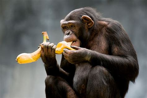 Gourmet Chimps Understand The Concept Of Cooking › News In Science Abc