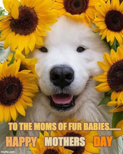 List 101 Pictures Mothers Day Animal Images Sharp