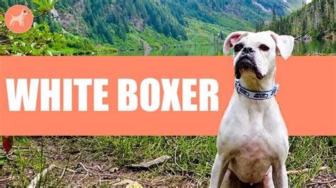White Boxer Dog Breed An Ultimate Guide To Charm Dog Youtube