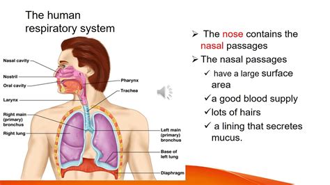 Biology Grade 9 Unit Three Part Eight The Respiratory System Youtube