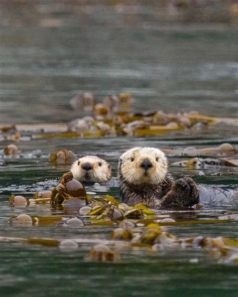 Bing On Instagram Sea Otters Use Kelp To Keep Their Young Pups From