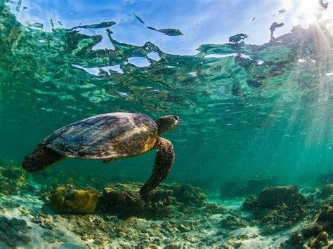 Sea Turtle Great Barrier Reef Turtle Love Wonders Of