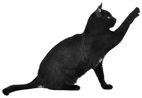 Black Cat Scratching Transparent Png Stickpng