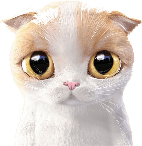 Download Siamese Cat Kitten Cuteness Mobile Phone Wallpaper Cute