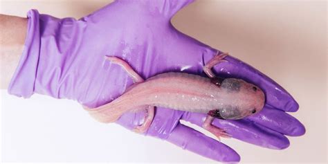 Salamanders Genome Guards Secrets Of Limb Regrowth