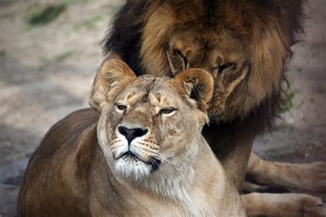 El León Y La Leona Presionaron Suavemente Sus Cabezas El Uno Al Otro