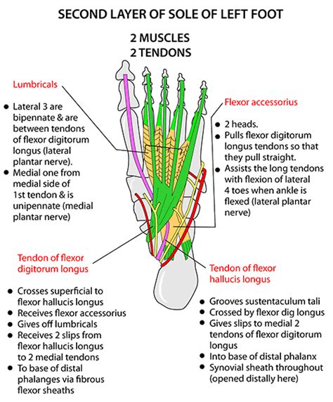 Organs In The Foot Chart