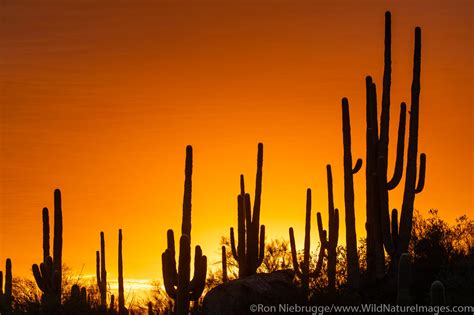 Sonoran Desert Sunset Photos By Ron Niebrugge