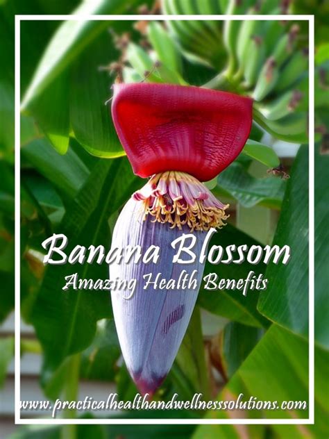9 Amazing Health Benefits Of Banana Blossom Banana Benefits Banana