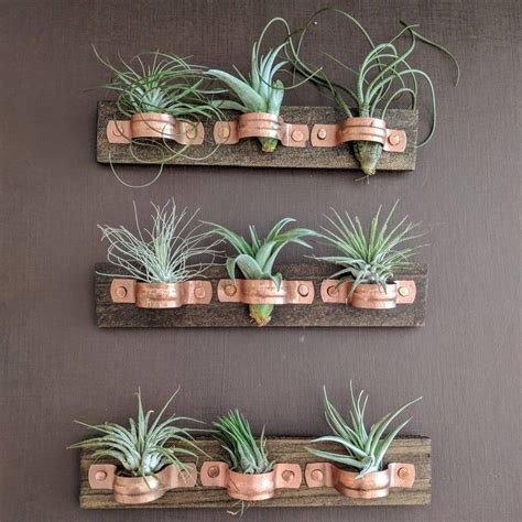 Air Plant Wall Plaque With Copper Holders And Three Air Plants