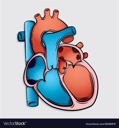 Heart Anatomy Cartoon