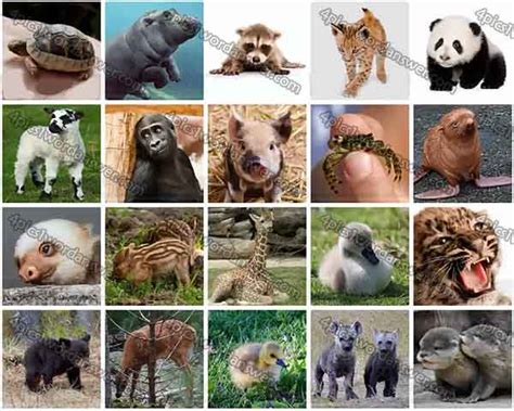 100 Pics Baby Animals Level 21 40 Answers 4 Pics 1 Word Daily