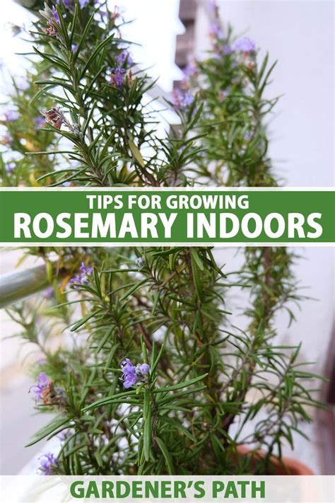 How To Grow Rosemary Indoors Gardeners Path 2023